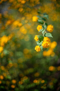 Selective Focus Shot Yellow Japanese Kerria Flowers In The Garden