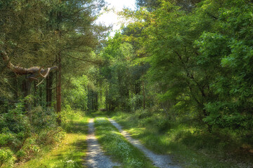 Dirt road in a lush forest of greenery on a sunny day. Exploring a mysterious wilderness in summer. Hiking trail in nature, adventure and discovery. Peaceful empty landscape of trees and wild grass