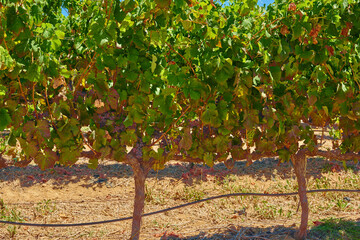 Fototapeta na wymiar Closeup of fresh red grapes growing on a wine farm in Stellenbosch district, Western Cape province, South Africa. Ripe bunches of grapes growing on a green vine in a vineyard, ready to be harvested