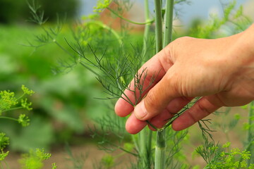 young woman picking dill in the garden. home gardening and cultivation of vegetables and herbs concept
