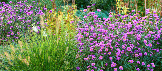 Violet aster flowers in a decorative garden plant. A garden of all seasons. A view of blooming aster flowers with different plants on a sunny day. A scenic view of violet aster flowers in a lawn area - obrazy, fototapety, plakaty