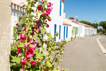 Fototapeta na wymiar Roses trémières dans une ruelle sans voitures avec maisons blanches aux volets et ouvertures colorées. Noirmoutier en l'île, quartier de Banzeau.