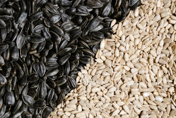 Seeds close-up. Seed harvest for vegetable oil extraction.