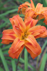 Single Orange Day Lily