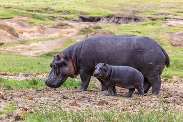 Mother and baby hippopotamus, hippopotamus amphibius, on the banks of Lake Edward, Queen Elizabeth National Park, Uganda. - obrazy, fototapety, plakaty