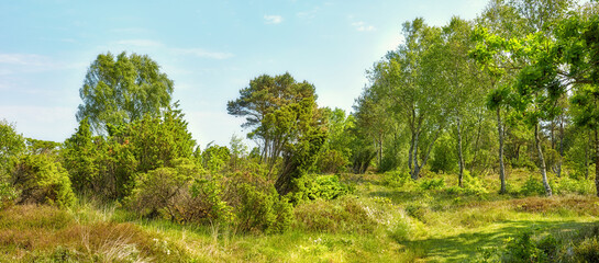 Fototapeta na wymiar Bright green landscape of trees and grass. Overgrown field on a sunny day outside. Lush foliage with a blue sky in Denmark. Peaceful wild nature scene of a forest. Quiet vibrant wilderness in summer