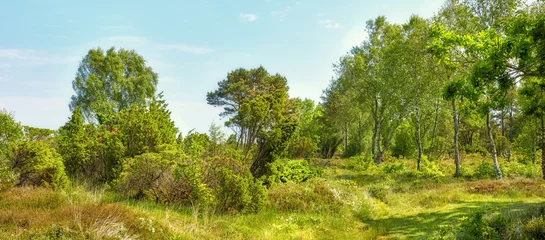 Photo sur Plexiglas Couleur pistache Bright green landscape of trees and grass. Overgrown field on a sunny day outside. Lush foliage with a blue sky in Denmark. Peaceful wild nature scene of a forest. Quiet vibrant wilderness in summer