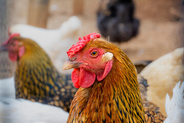 Rhode Island Red Chicken Head