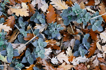 Autumn walk in botanical gardens enjoying warming colours of nature