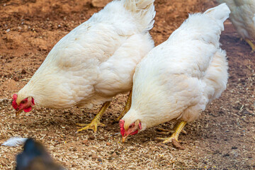 Two Amberlink Chickens Eating