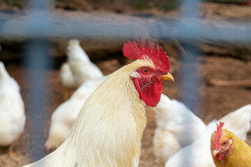 Amberlink Chicken Head View
