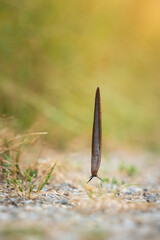 A slug descends from a plant by its slime