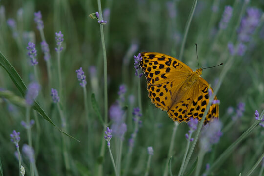 The silver-washed fritillary butterfly on the lavender flowers. The butterfly is deep orange with black spots on the upper side of its wings. Dark photo. 