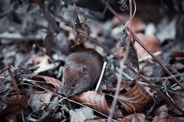 Closeup shot of an Eastern meadow vole eating the dry branches in a forest - obrazy, fototapety, plakaty