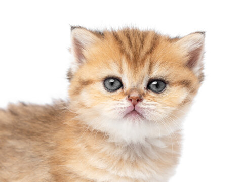 Portrait of a red-haired little kitten isolated on a white background