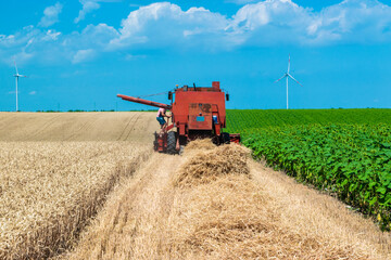 Fototapeta premium Harvester harvests ripe wheat on yellow rural field on a summer sunny day. Landscape of an endless agricultural field, blue sky and windmills or wind turbines.