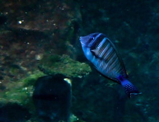 Fototapeta na wymiar Beautiful fish under water in a large aquarium