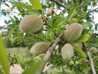 Closeup of an almond tree (Prunus amygdalus) with ripening fruit growing in a garden