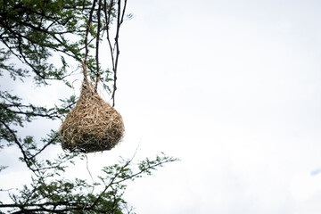 Beautiful weaver bird nest hanging on tree in nature