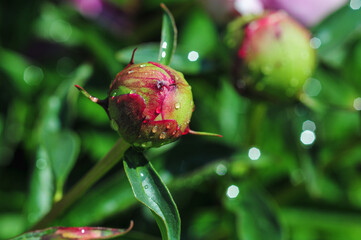 Closeup shot of a peony buds with waterdrops blooming in a garden