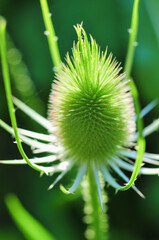 Green thistle teasel plant on bokeh background