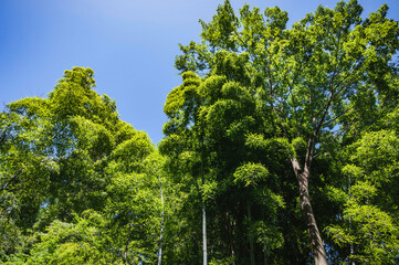 鮮やかな緑の林と青空