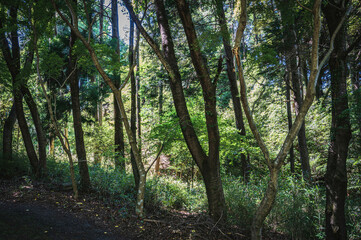 薄暗い雑木林とハイキング道
