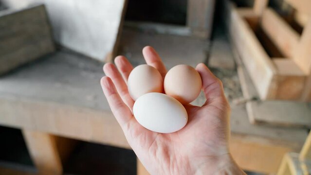 Close-up hand showing freshly laid chicken eggs. Two brown and one white egg