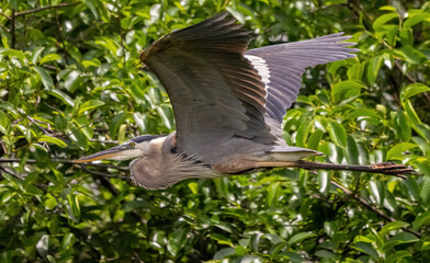 Great blue heron (ardea herodias) in flight in Florida, USA