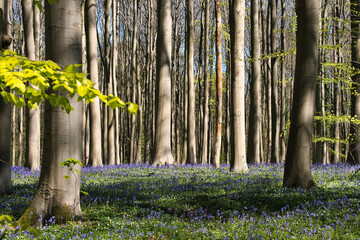 Dense forest with blue flowers and tall trees in Hallerbos, Belgium