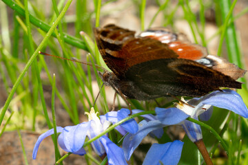 Macro of a peacock butterfly on flowers