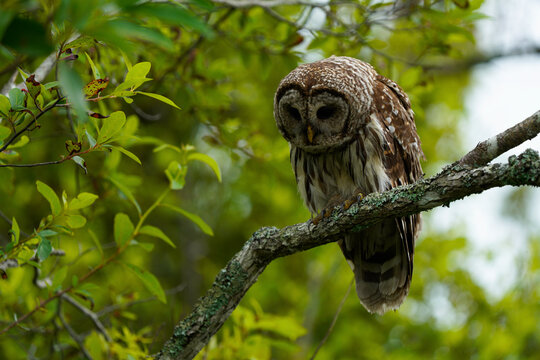 Barred Owl keenly looking for prey
