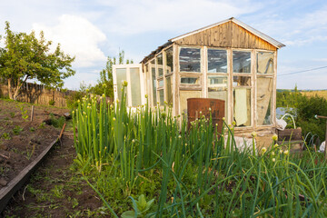 Fototapeta na wymiar A bed with Japanese bunching onion against the backdrop of a old wooden greenhouse in russian dacha. Growing Welsh onion on vegetable bed. Organic vegetables at the farmhouse. Edible plant