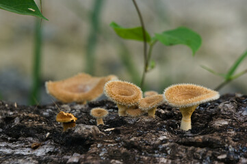 Wood mushroom, a plant that usually lives during the rainy season on fallen tree trunks around the house