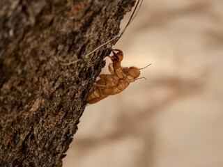 Cicada molt stick on the tree trunk, Cicada stains leave when they mature, Look like an entering the summer, Show with a close-up for wallpaper. - obrazy, fototapety, plakaty