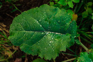 a green leaf with raindrops. close up on leaf in nature with water drops. nature background after rain