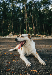 White and brown dog laying on the floor surrounded by orange dead leaves on a hot day with green tropical forest in the background 
