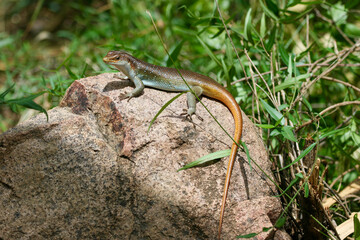 Rainbow Skink, Kruger National park, South Africa
