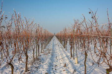 Weinberg im Winter, Schnee, Rauhreif