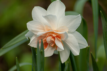 Narcissus flowers in gardens bloom in spring. Daffodils in a sunny spring garden