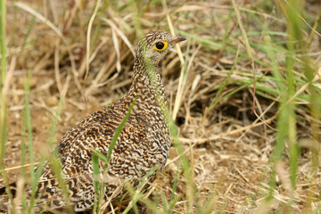 Female Double-banded Sandgrouse, Kruger National Park, South Africa