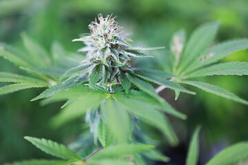 Hemp Cannabis Ganja focus on flower.  
thai Ganja os legal in thailand