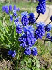 large bouquet of purple Armenian Muscari with green oblong leaves on a background of flowerbeds 