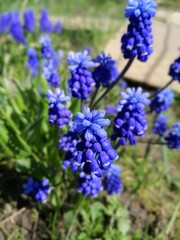 large bouquet of purple Armenian Muscari with green oblong leaves on a background of flowerbeds 