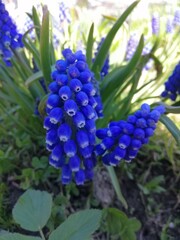 large bouquet of purple Armenian Muscari with green oblong leaves on a background of flowerbeds 