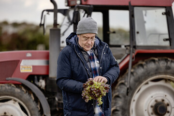 Bauer mit Salat auf seinem Feld vor einem Traktor