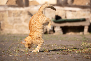 Rote Katze macht Handstand