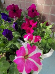 potted blooming red, burgundy, pink and purple petunias on the balcony