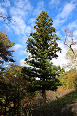 Pine trees in the park, The midst of a natural atmosphere, a clear sky