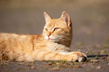 Katzenblick nach der Jagd